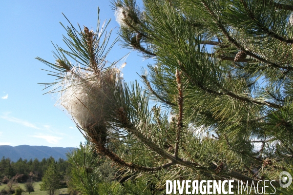 La chenille processionnaire du pin
