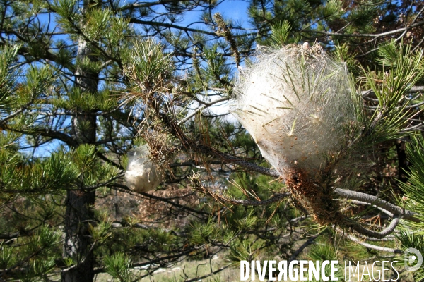 La chenille processionnaire du pin