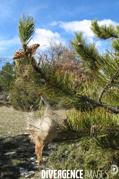 La chenille processionnaire du pin