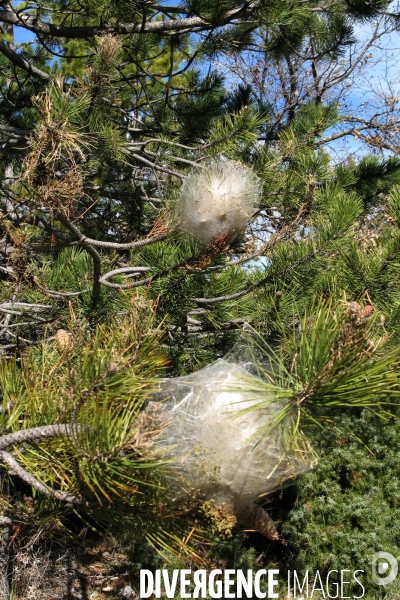 La chenille processionnaire du pin