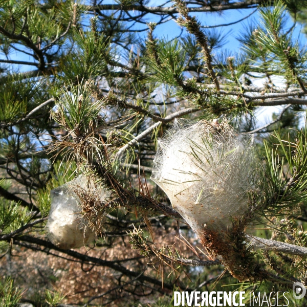 La chenille processionnaire du pin