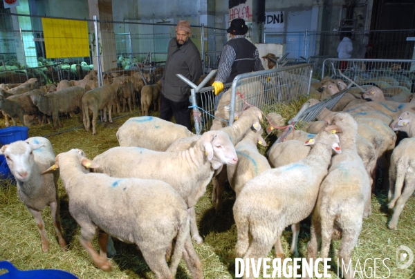 Marseille les agneaux  de l aid el kebir