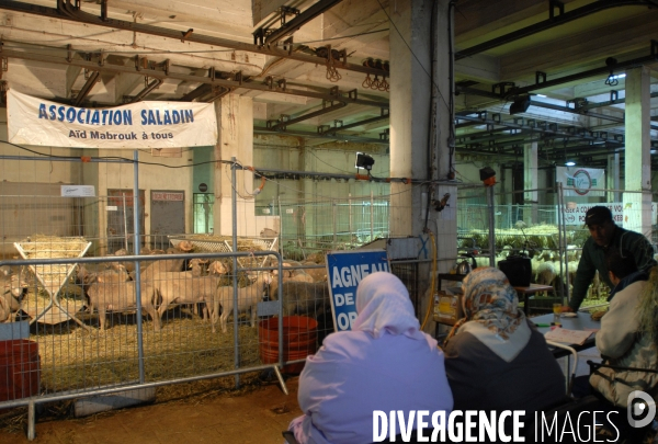 Marseille les agneaux  de l aid el kebir