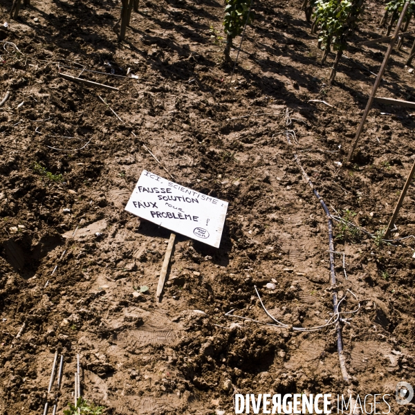 Vigne OGM détruite à l INRA de Colmar