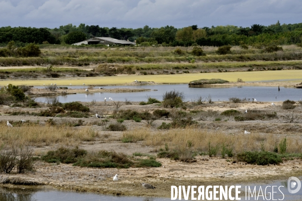 Marais salants