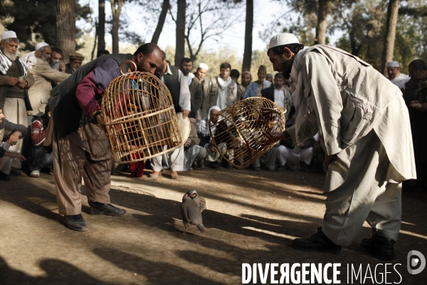 Combat d oiseaux dans le parc shawar-naw de kaboul.