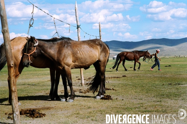 Le cheval, element moteur de la mongolie.