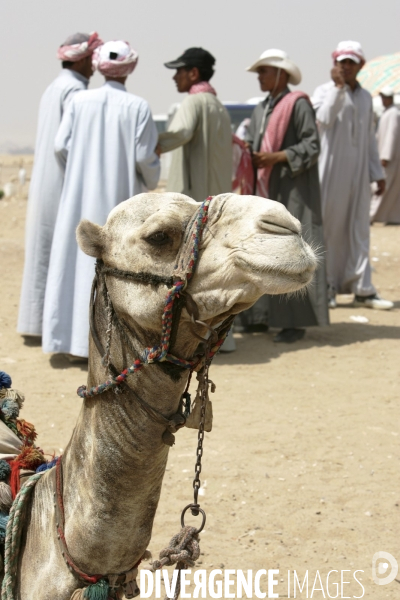 Plateau de Giza