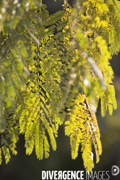 Le jardin de l alchimiste