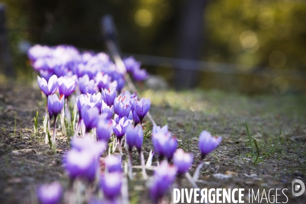 Recolte du safran en Provence