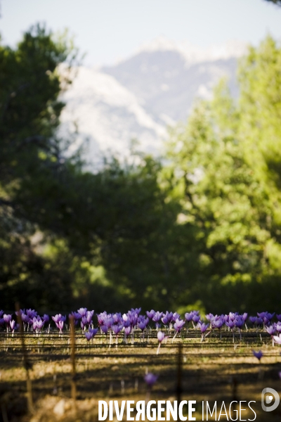 Recolte du safran en Provence