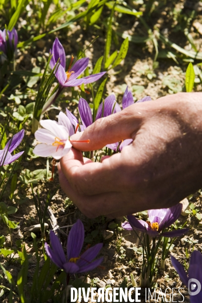 Recolte du safran en Provence