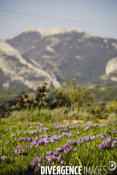 Recolte du safran en Provence