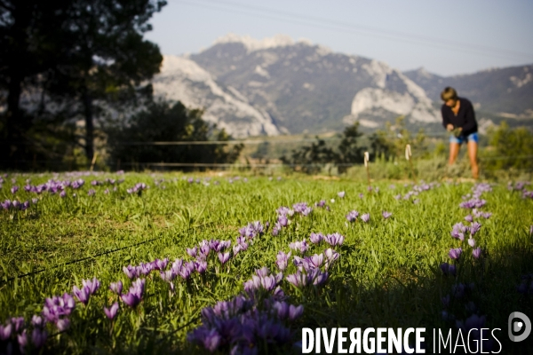 Recolte du safran en Provence