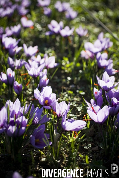 Recolte du safran en Provence