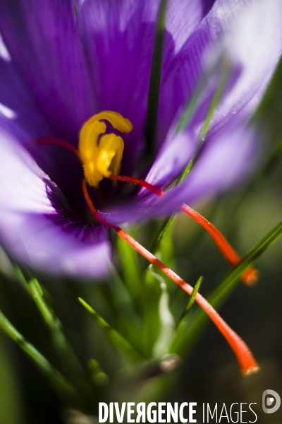 Recolte du safran en Provence