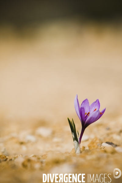 Recolte du safran en Provence