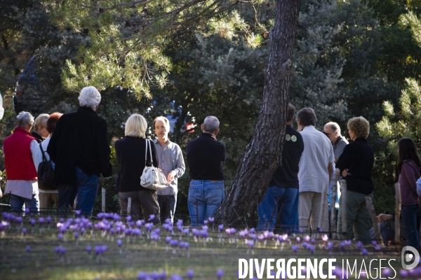 Recolte du safran en Provence