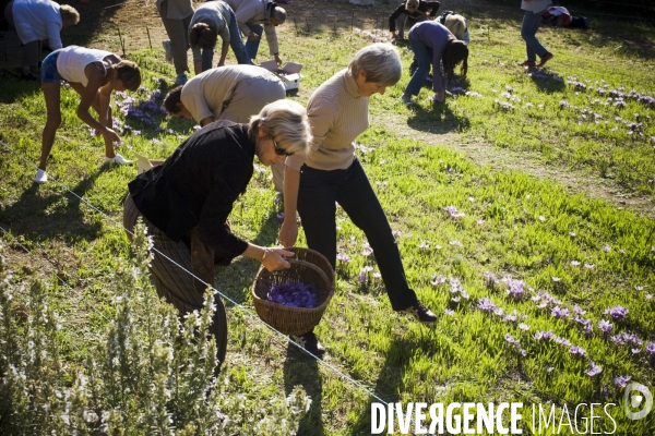 Recolte du safran en Provence