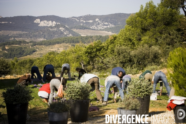 Recolte du safran en Provence