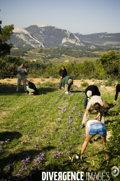 Recolte du safran en Provence