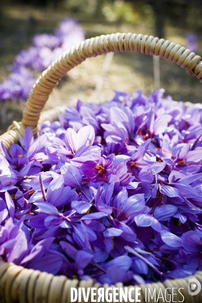 Recolte du safran en Provence