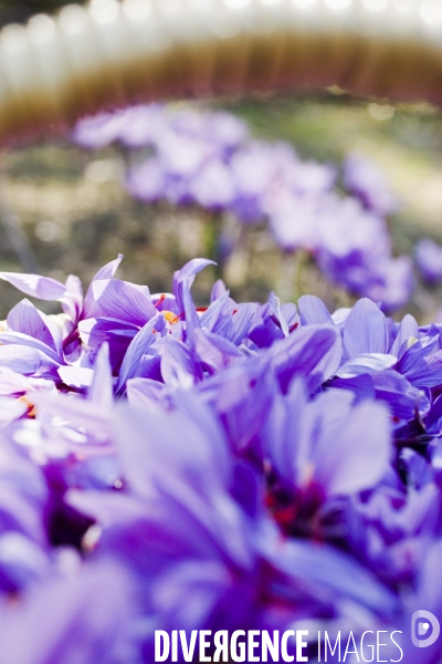 Recolte du safran en Provence