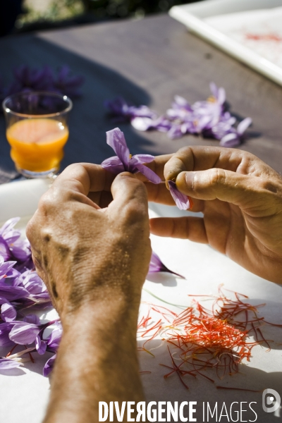 Recolte du safran en Provence