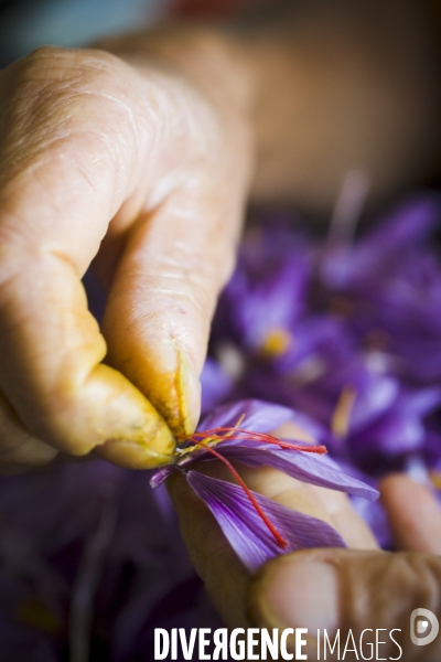 Recolte du safran en Provence