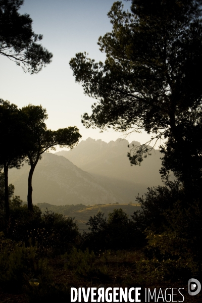 Recolte du safran en Provence