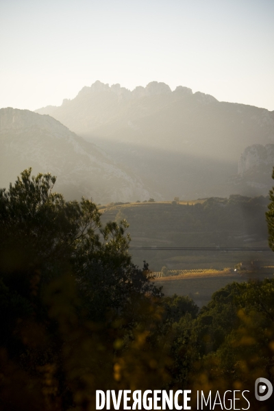 Recolte du safran en Provence