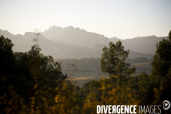 Recolte du safran en Provence