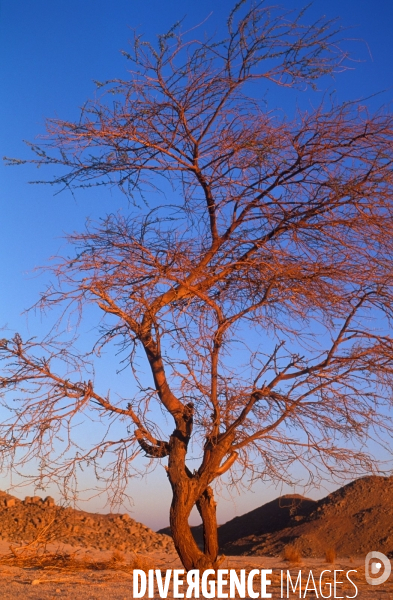 Sahara Algerien, Trek avec les Touaregs du Tassili n Ajjers