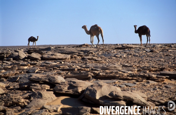 Sahara Algerien, Trek avec les Touaregs du Tassili n Ajjers