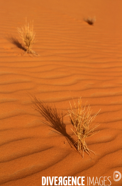 Sahara Algerien, Trek avec les Touaregs du Tassili n Ajjers