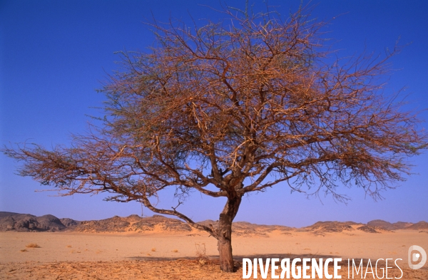 Sahara Algerien, Trek avec les Touaregs du Tassili n Ajjers