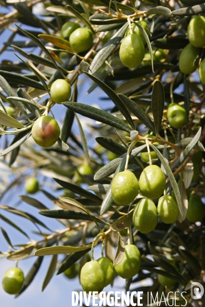 Huile d olive de la vallée des Baux