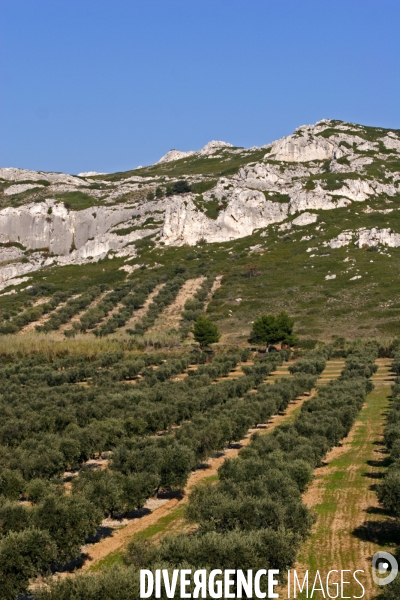 Huile d olive de la vallée des Baux