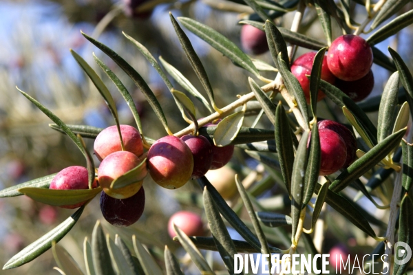 Huile d olive de la vallée des Baux