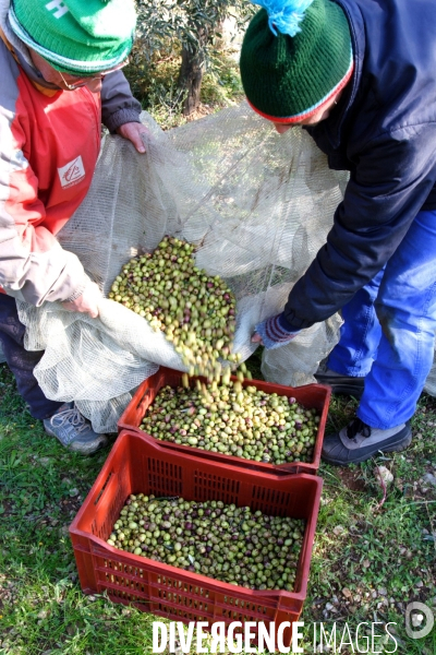 Huile d olive de la vallée des Baux