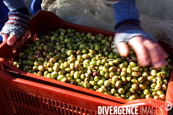 Huile d olive de la vallée des Baux