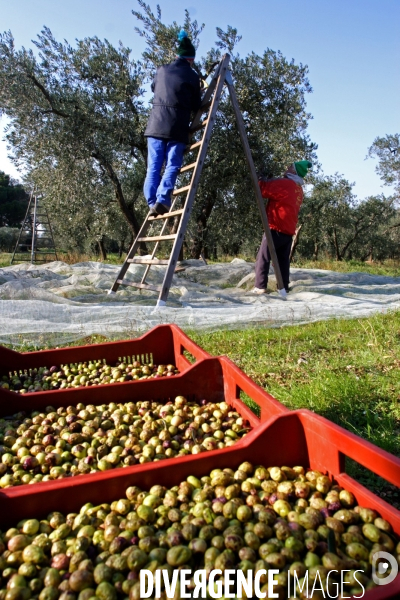 Huile d olive de la vallée des Baux