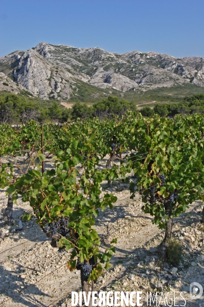 Huile d olive de la vallée des Baux