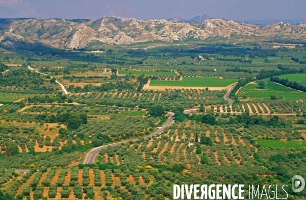 Huile d olive de la vallée des Baux