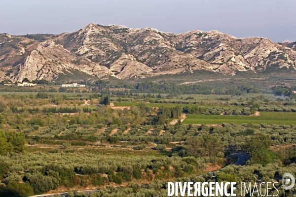 Huile d olive de la vallée des Baux