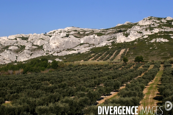 Huile d olive de la vallée des Baux