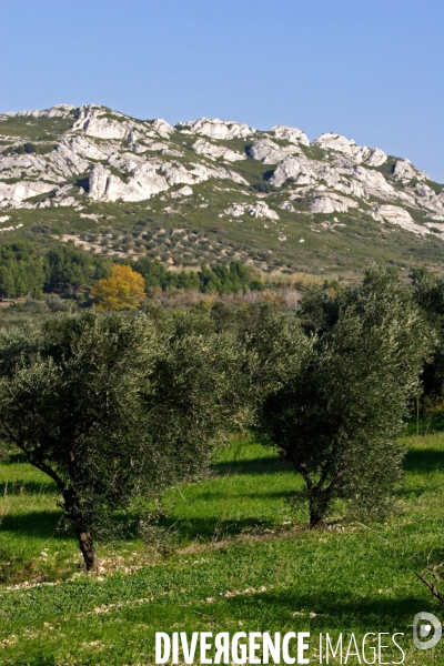 Huile d olive de la vallée des Baux