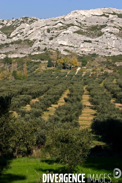 Huile d olive de la vallée des Baux