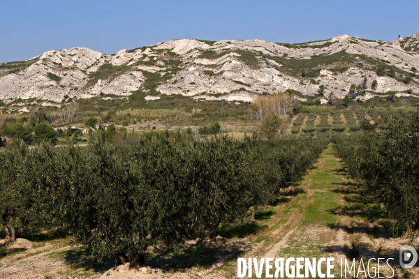 Huile d olive de la vallée des Baux