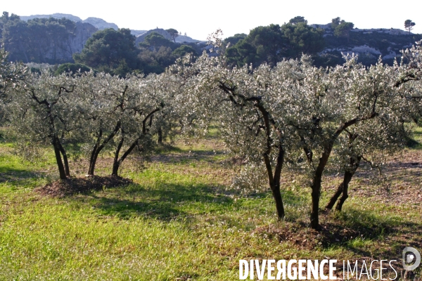 Huile d olive de la vallée des Baux